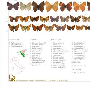 Farfalle-italia-valle-staffora-fiorina-web2