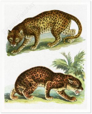 Leopardo E Giaguaro Shadow.jpg
