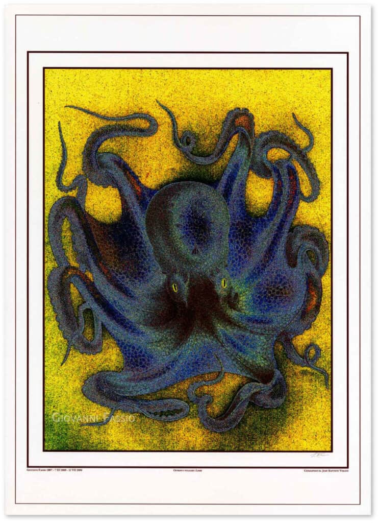 polpo-octopus-vulgaris-shadow.jpg
