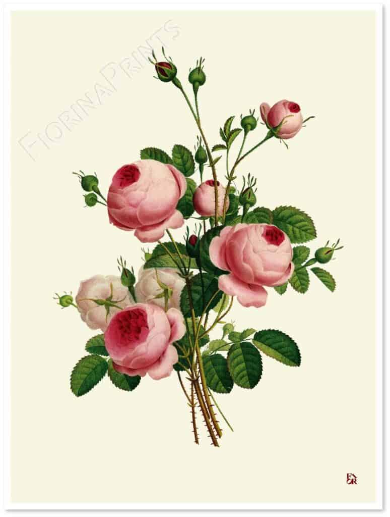 rosa-centifolia-shadow.jpg
