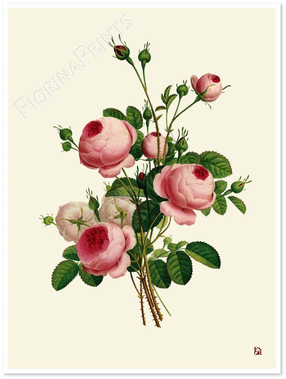 Bouquet Rosa centifolia da Prevost - Fiorina Edizioni