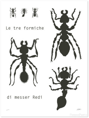 tre-formiche-redi-shadow.jpg